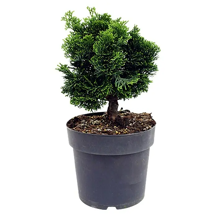 Piardino Kleine Muschelzypresse - Chamaecyparis obtusa 'Nana Gracilis' - Vorderansicht