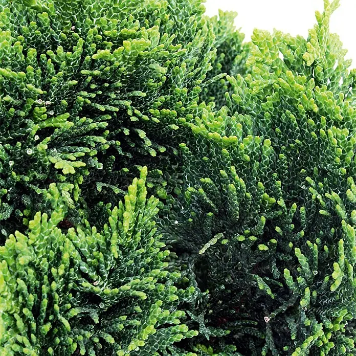 Piardino Kleine Muschelzypresse - Chamaecyparis obtusa 'Nana Gracilis' - Detailaufnahme