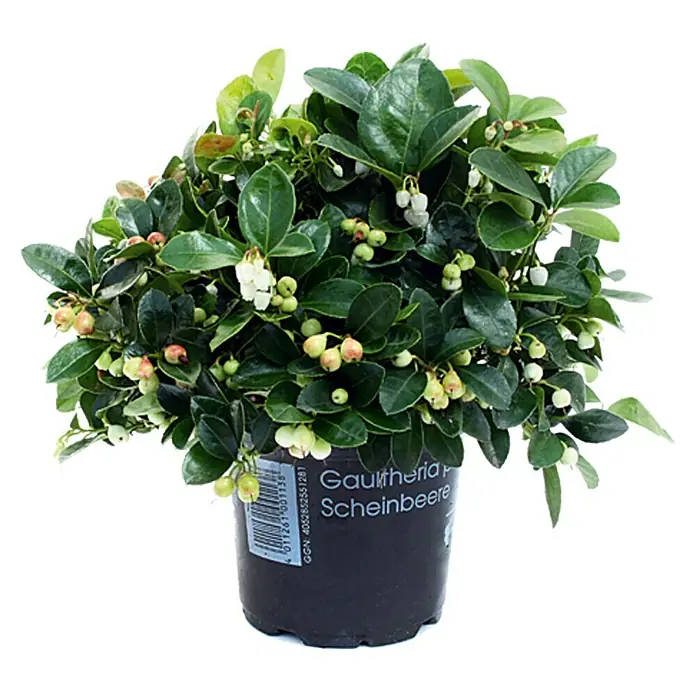 Piardino Rote Teppichbeere - Gaultheria procumbens, Topfgröße: 13 cm, Hellrosa - Vorderansicht