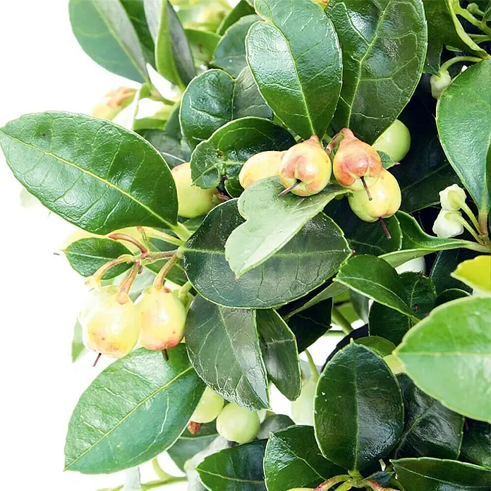 Piardino Rote Teppichbeere - Gaultheria procumbens, Topfgröße: 13 cm, Hellrosa - Detailaufnahme