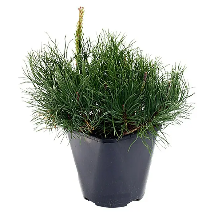 Piardino Berg-Kiefer - Pinus mugo, Topfvolumen: 2 l - Vorderansicht