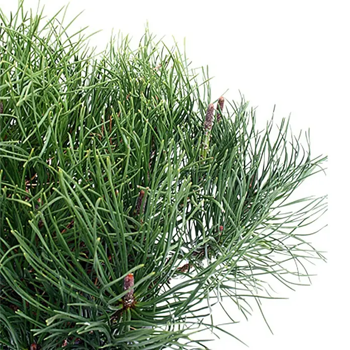 Piardino Berg-Kiefer - Pinus mugo, Topfvolumen: 2 l - Detailaufnahme