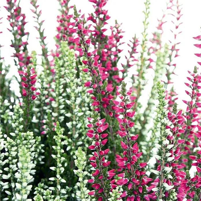 Besenheide - Calluna vulgaris Beauty Ladies Twins, Topfgröße: 13 cm, Lila/Weiß - Detailaufnahme