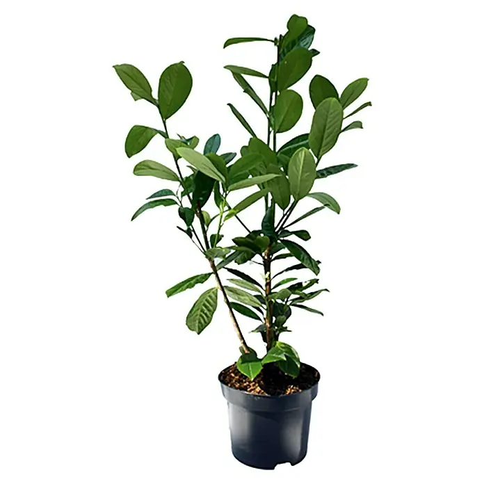 Piardino Kirschlorbeer - Prunus laurocerasus, Topfgröße: 2 l - Vorderansicht