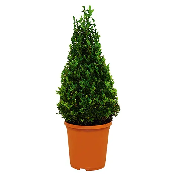 Piardino Buchsbaum - Buxus sempervirens - Vorderansicht