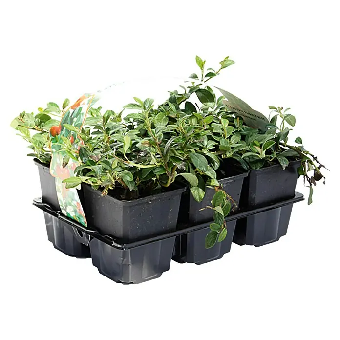Piardino Teppichmispel - Cotoneaster dammeri, Topfgröße: 9 cm, Weiß - Vorderansicht