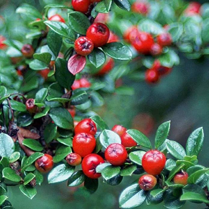 Piardino Teppichmispel - Cotoneaster dammeri, Topfgröße: 9 cm, Weiß - Detailaufnahme