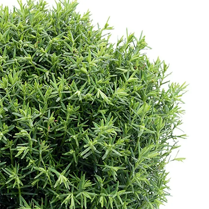 Piardino Lebensbaum Teddy - Thuja occidentalis 'Teddy' - Detailaufnahme