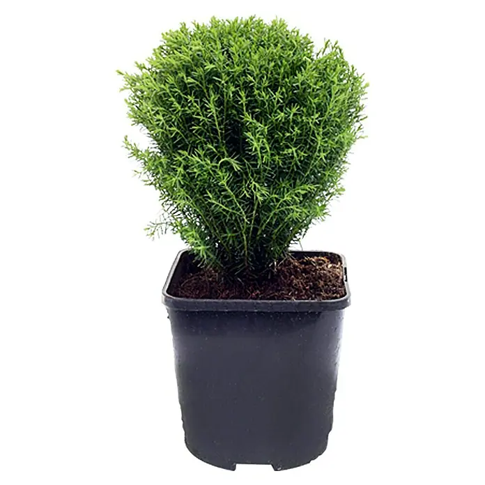 Piardino Lebensbaum Teddy - Thuja occidentalis 'Teddy' - Vorderansicht