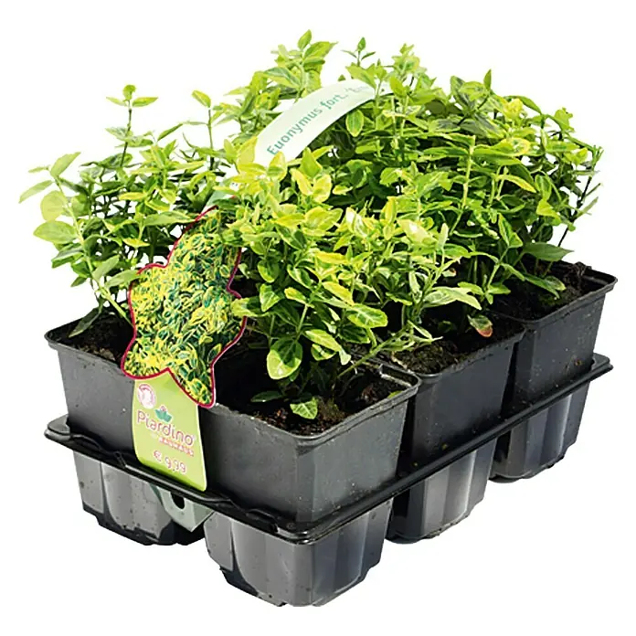 Piardino Weißbunte Kriechspindel - Euonymus fotunei 'Emerald Gaiety', Topfgröße: 11 cm - Vorderansicht