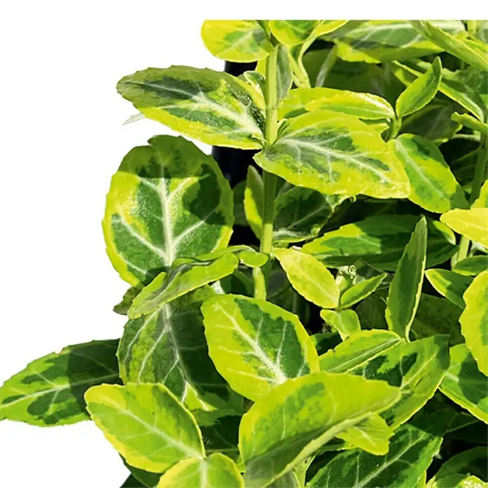Piardino Weißbunte Kriechspindel - Euonymus fotunei 'Emerald Gaiety', Topfgröße: 11 cm - Detailaufnahme