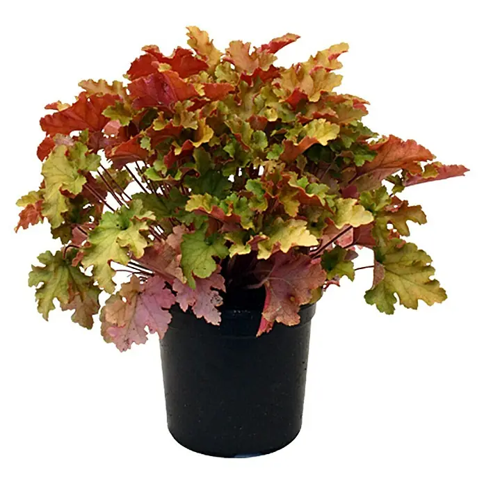 Piardino Purpurglöckchen - Heuchera hybride, Topfgröße: 15 cm, Blütenfarbe: Purpur - Vorderansicht