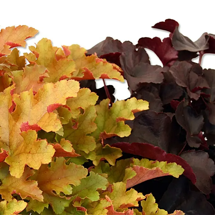 Piardino Purpurglöckchen - Heuchera hybride, Topfgröße: 15 cm, Blütenfarbe: Purpur - Detailaufnahme