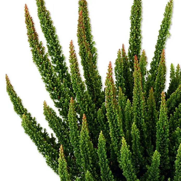 Besenheide - Calluna vulgaris Skyline, Sortenabhängig - Detailaufnahme
