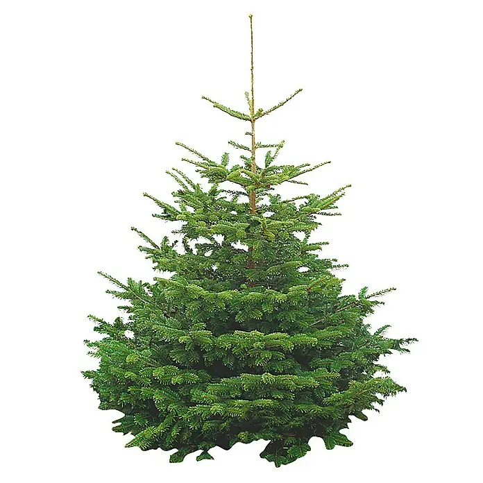 Piardino Nordmann kerstboom - 175 cm - 200 cm, Kerstboom, Gezaagd