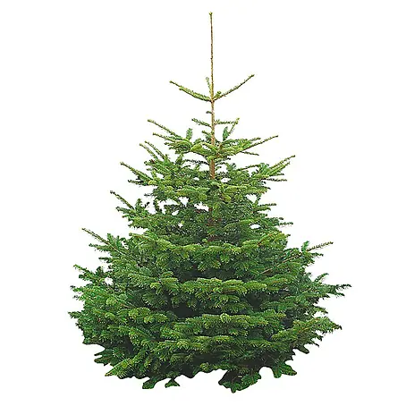 Piardino  Nordmann kerstboom