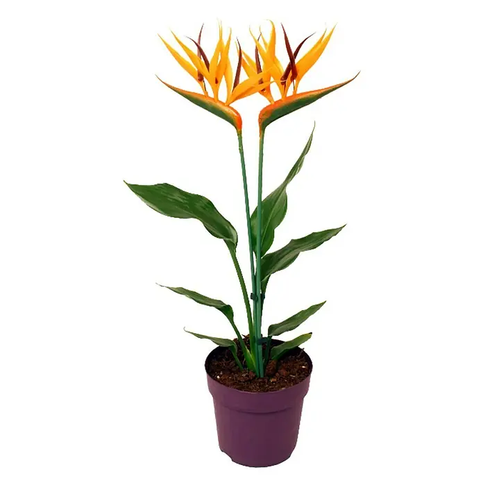 Piardino Königs-Strelitzie mit Seidenblüte - Strelitzia reginae, Topfgröße: 12 cm, Orange