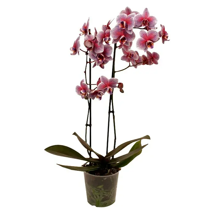 Piardino Schmetterlingsorchidee - Phalaenopsis Hybride, Topfgröße: 12 cm, Blütenfarbe: Pink gefärbt, Anzahl Triebe: 2 Stk., Aufrecht - Vorderansicht