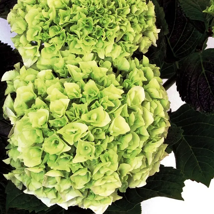 Piardino Bauernhortensie - Hydrangea macrophylla, Topfgröße: 13 cm, Weiß - Detailaufnahme