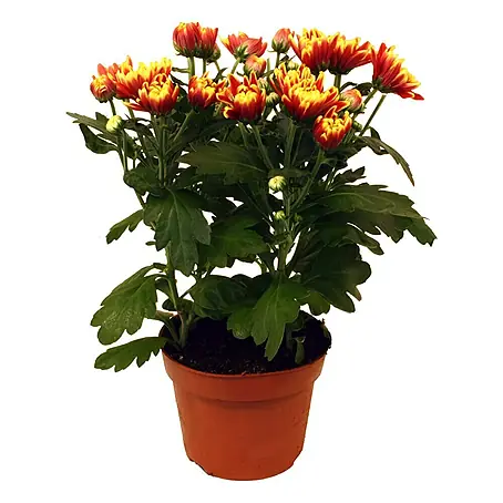 Piardino  Herbst-Chrysantheme