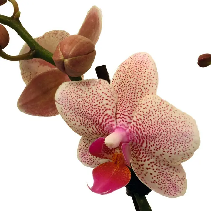 Piardino Schmetterlingsorchidee - Phalaenopsis Hybride, Topfgröße: 11 cm, Sortenabhängig, Anzahl Triebe: 2 Stk., Aufrecht - Detailaufnahme
