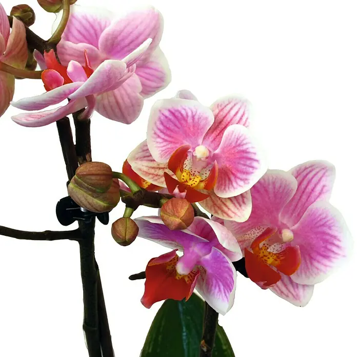 Piardino Schmetterlingsorchidee - Phalaenopsis Hybride, Topfgröße: 12 cm, Sortenabhängig, Anzahl Triebe: 2 Stk., Aufrecht - Detailaufnahme