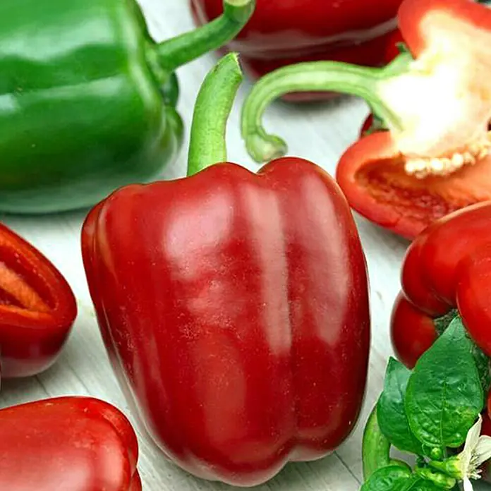 Piardino Paprika - Capsicum annuum, 9 cm, Erntezeit: August - Oktober, Farbe Frucht: Rot - Stimmungsaufnahme