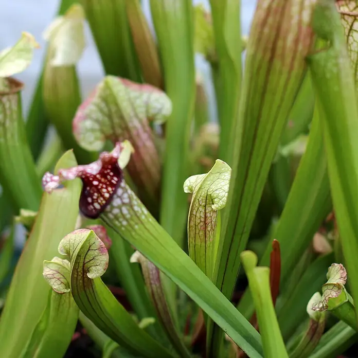 Piardino Schlauchpflanze - Sarracenia purpurea, Topfgröße: 9 cm - Detailaufnahme
