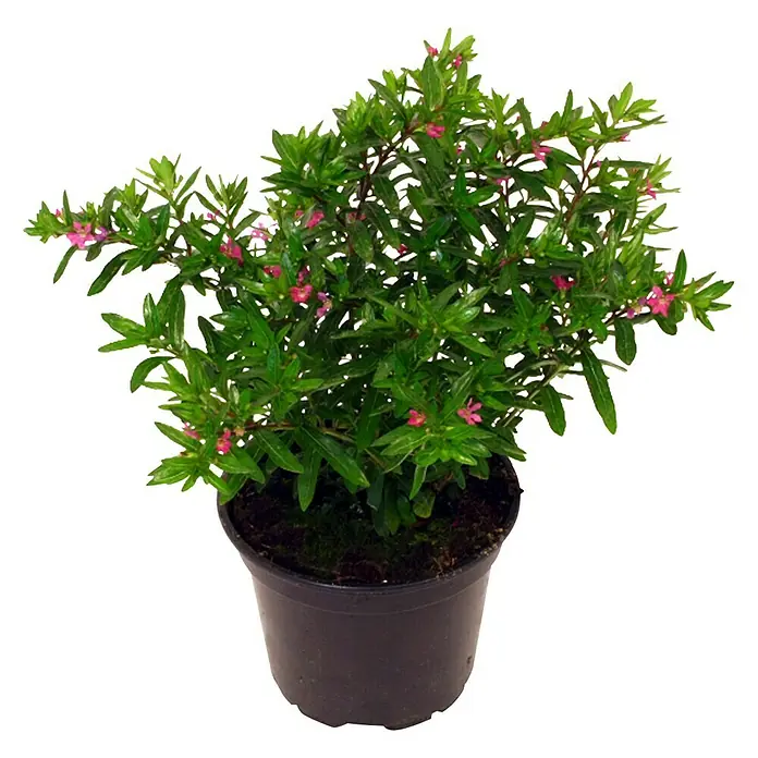 Piardino Köcherblume - Cuphea hyssopifolia, Topfgröße: 10 cm, Rosa - Vorderansicht