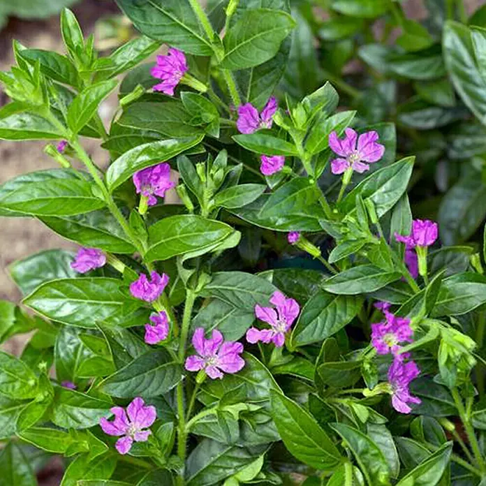 Piardino Köcherblume - Cuphea hyssopifolia, Topfgröße: 10 cm, Rosa - Detailaufnahme
