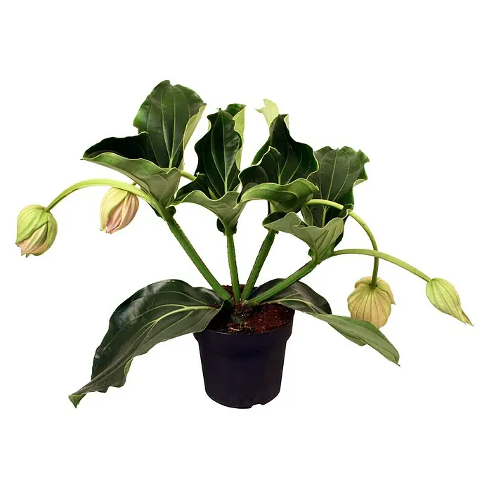 Piardino Medinille - Medinilla magnifica, Topfgröße: 15 cm, Rosa - Vorderansicht