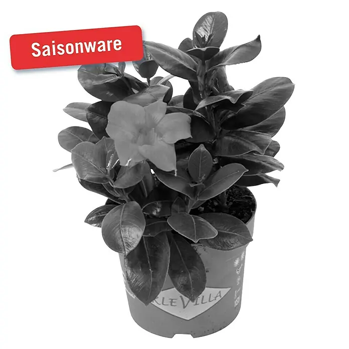 Piardino Trichterblüte - Dipladenia sanderi, Topfgröße: 11 cm, Sortenabhängig - Vorderansicht