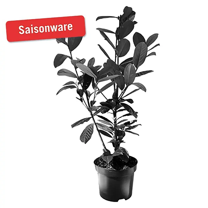 Piardino Kirschlorbeer - Prunus laurocerasus, Topfgröße: 2 l - Vorderansicht