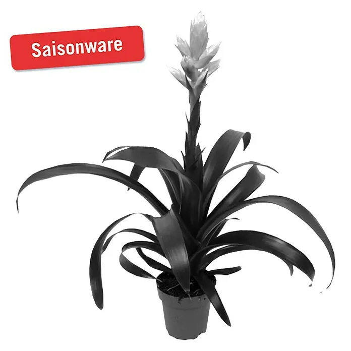 Piardino Bromelie - Guzmania Hybride 'Candy', Topfgröße: 12 cm, Dunkelrosa/Weiß - Vorderansicht