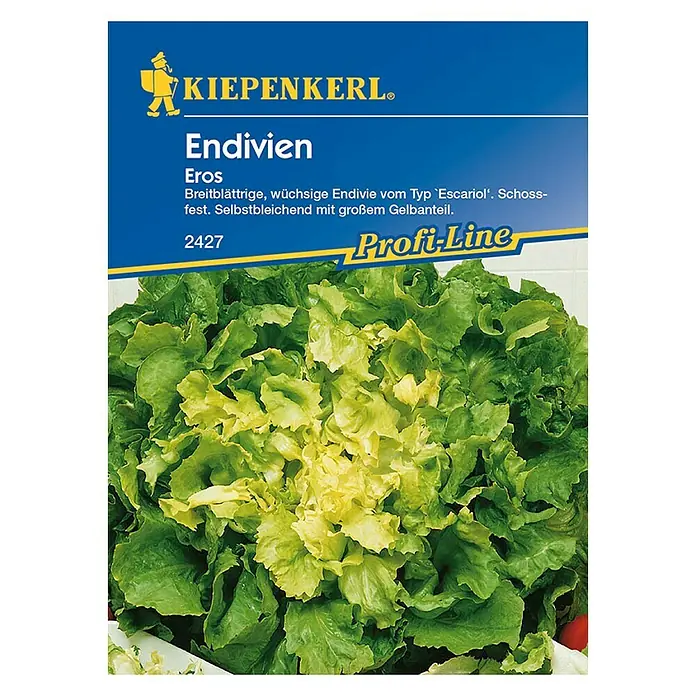 Kiepenkerl Profi-Line Salatsamen Endivie Eros - Cichorium endivia, Erntezeit: Juli - Vorderansicht