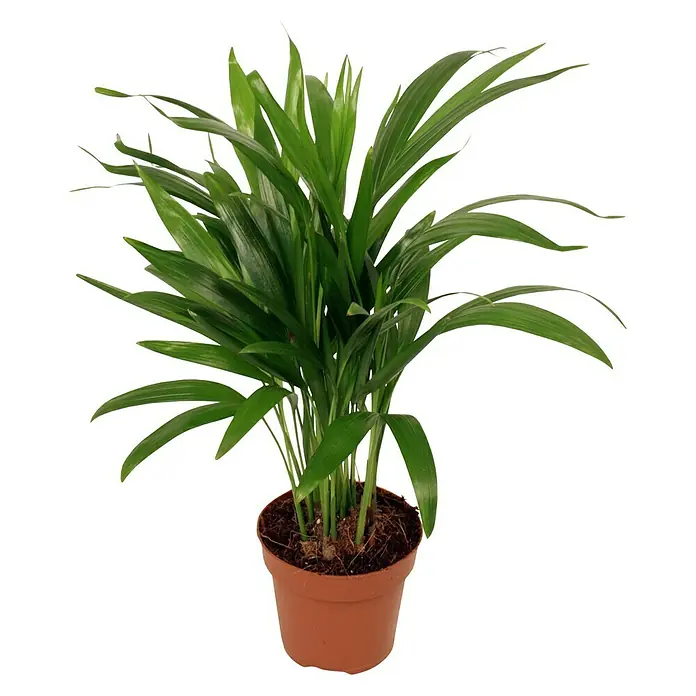 Piardino Goldfruchtpalme - Dypsis lutescens, Topfgröße: 12 cm, Grün - Vorderansicht