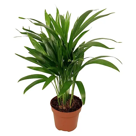 Piardino  Goldfruchtpalme