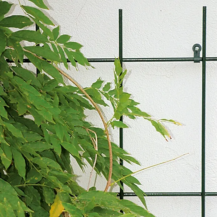 Bellissa Wandspalier - 45 x 150 cm, Anzahl Streben: 3 Stk., Durchmesser Strebe: 8 mm, Grün