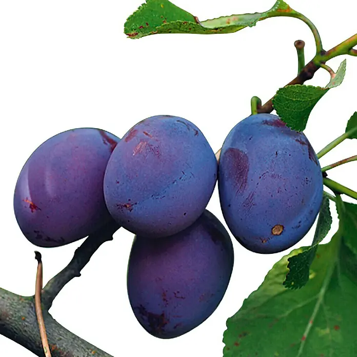 Piardino Pflaumenbaum - Prunus domestica, Erntezeit: August - Detailaufnahme