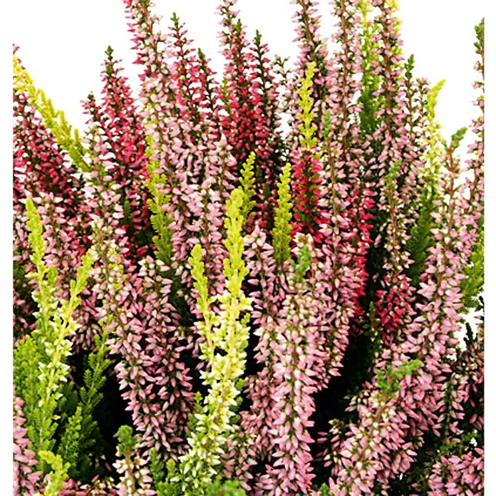 Besenheide - Calluna vulgaris Beauty Ladies, Topfgröße: 11 cm, 3-farbig - Detailaufnahme