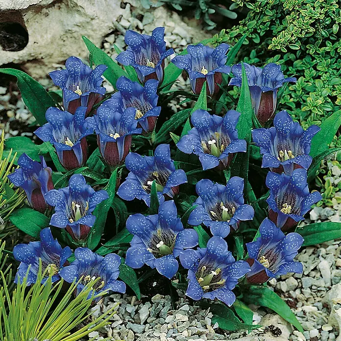 Piardino Rauer Enzian - Gentiana Scabra Shusui Blue, Topfgröße: 10 cm, Blau