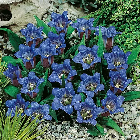 Piardino  Genciana japonesa