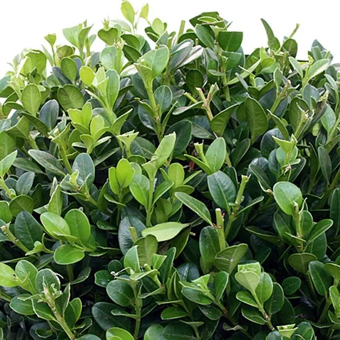 Piardino Buchsbaum - Buxus sempervirens - Detailaufnahme
