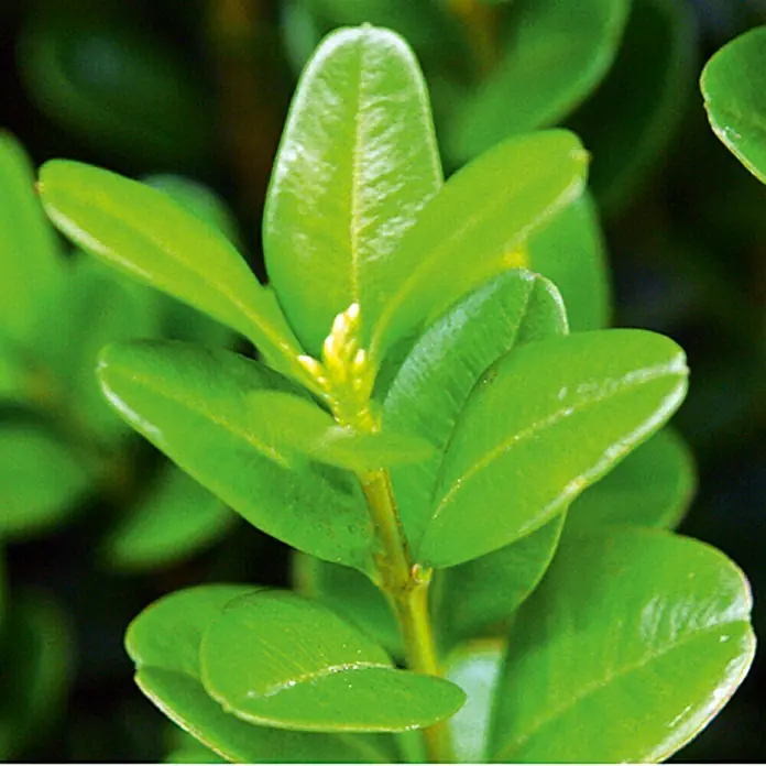 Piardino Buchsbaum - Buxus sempervirens - Detailaufnahme