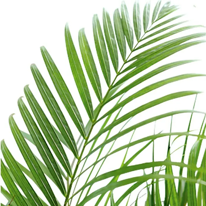 Piardino Goldfruchtpalme - Dypsis lutescens, Topfgröße: 17 cm