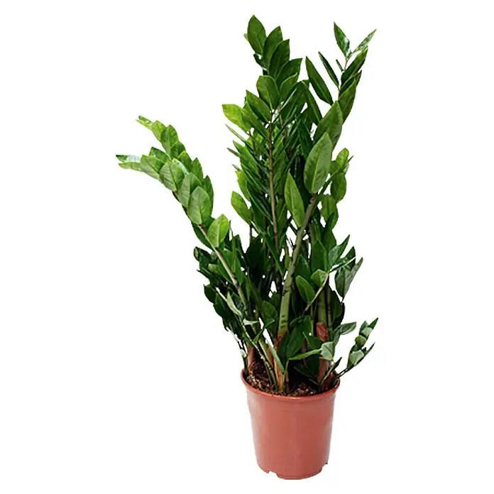 Piardino Zamioculca - Zamioculcas zamiifolia, Tamaño de maceta: 19 cm