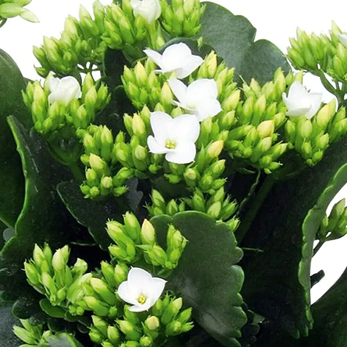 Piardino Flammendes Käthchen - Kalanchoe blossfeldiana, Topfgröße: 10,5 cm, Weiß