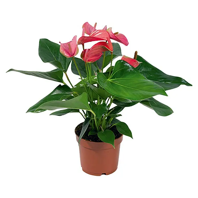 Piardino Anturio - Anthurium x andreanum Red Love, Tamaño de maceta: 12 cm, Rosa