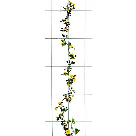 Bellissa  Wandspalier