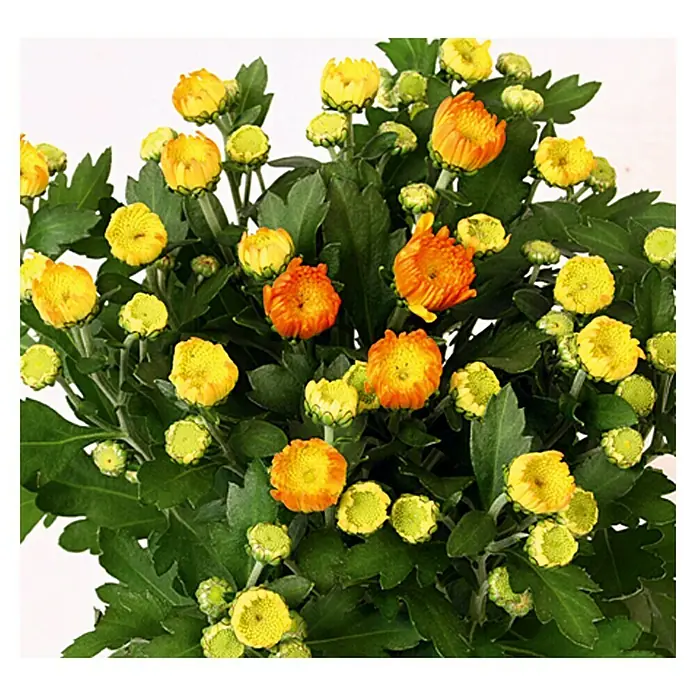 Piardino Crisantemo - Chrysanthemum indicum Hybride Garden Mums, Tamaño de maceta: 12 cm, Amarillo - Primer plano